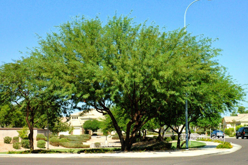 Chilean Mesquite (Prosopis chilensis)