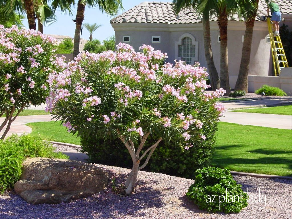 Plant Disease: Oleander Leaf Scorch