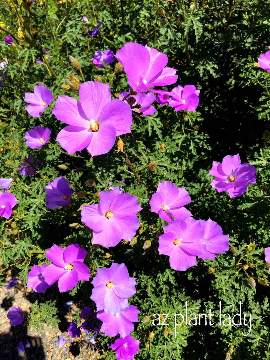 Purple Blossoms