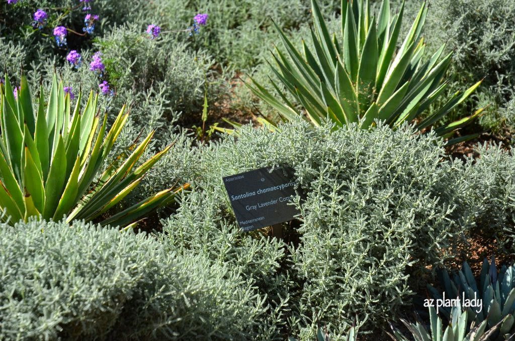Caribbean agave (Agave angustifolia 'Marginata'), lavender cotton (Santolina chamaecyparissus) and the small black-spined agave (Agave macroacantha) 