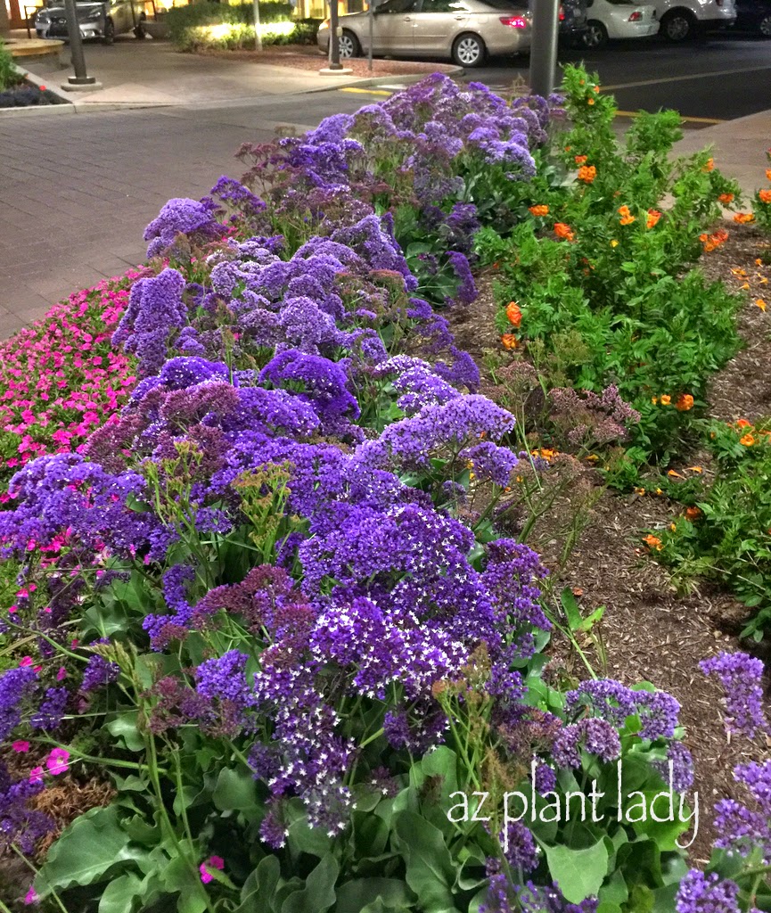 sea lavender (Limonium perezii)