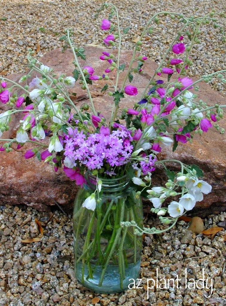  Pink and white globe mallow (Sphaeralcea ambigua) , Goodding's verbena (Glandularia gooddingii) create a bouquet