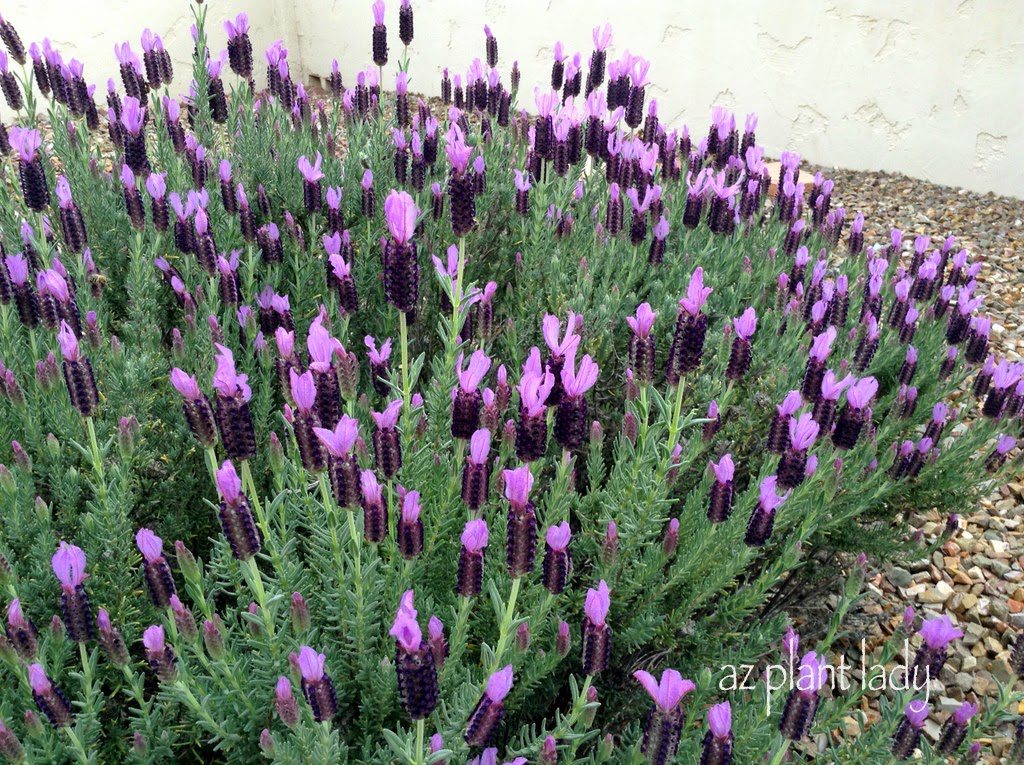  Spanish lavender (Lavandula stoechas)