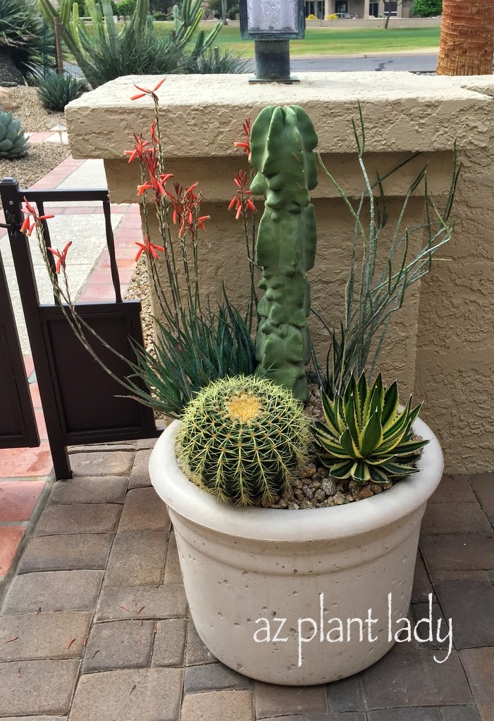 creative containers , Blue Elf aloe, golden barrel, small variegated agave and totem pole 'Monstrosus' cactus
