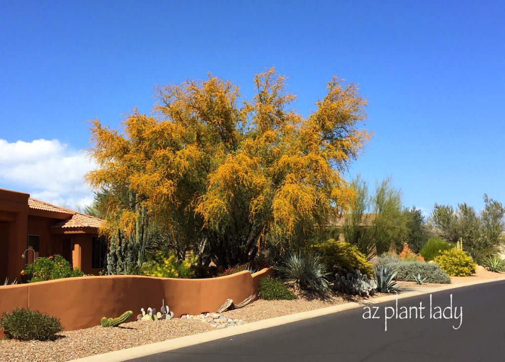 sweet acacia tree