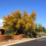 sweet acacia tree