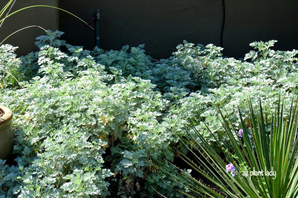 artemisia 'Powis Castle'