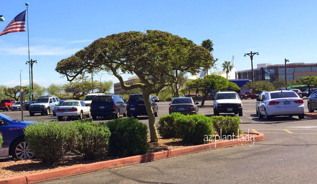 Badly Pruned Trees