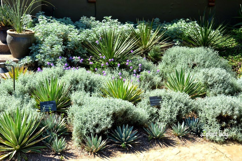 Made in the Shade: Gray-Foliage and Spiky Plants