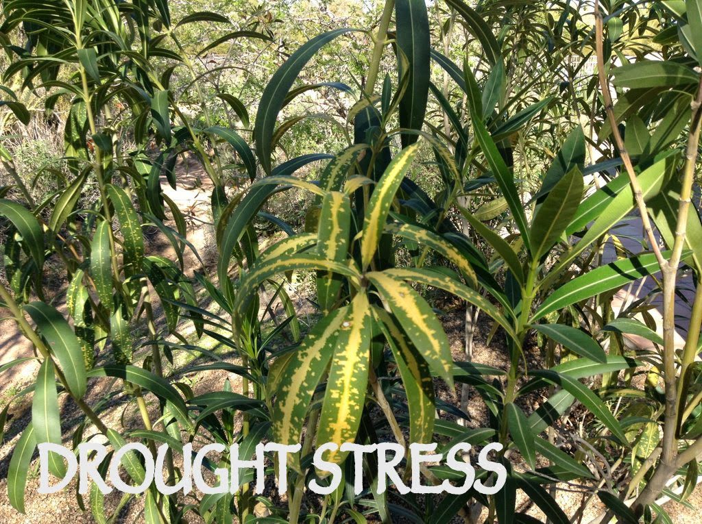 Drought-stressed oleander leaves