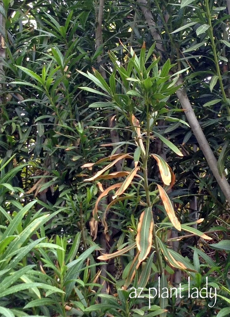 Oleander leaf scorch