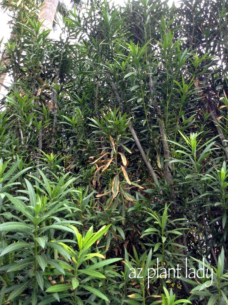 Plant Disease: Oleander Leaf Scorch