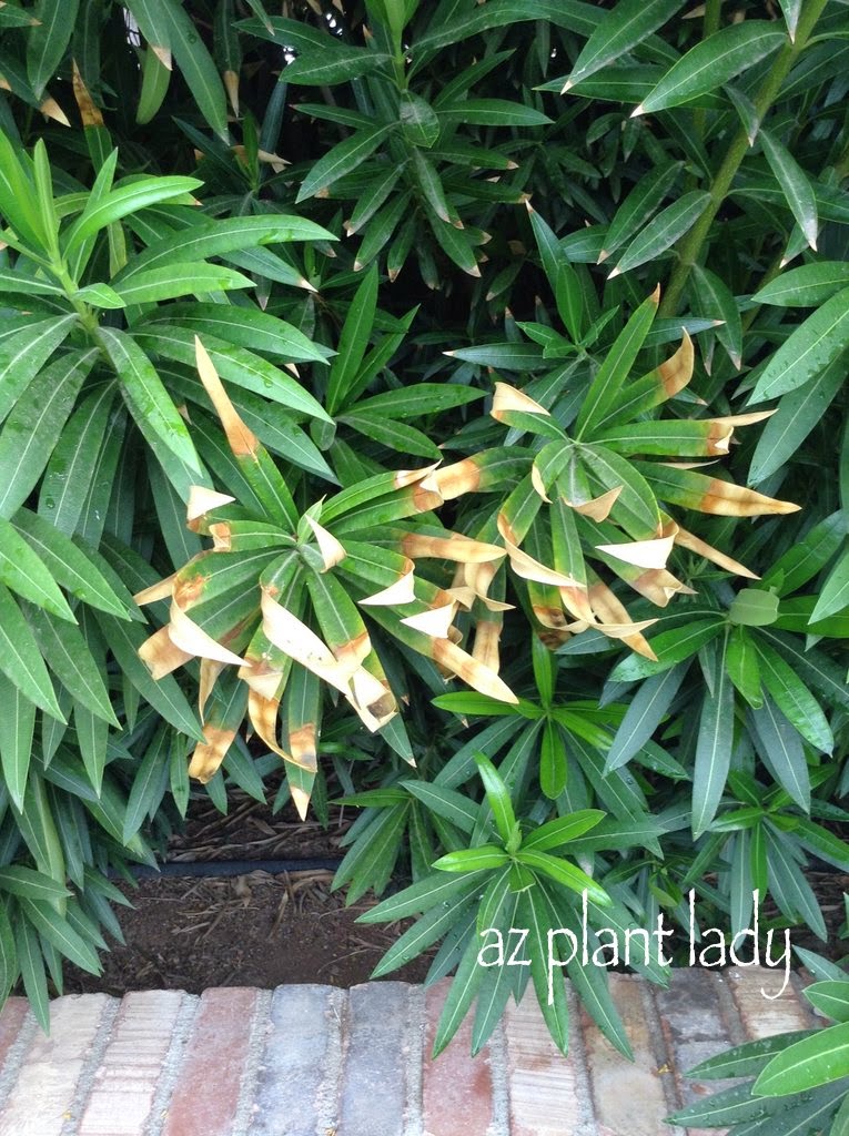 Symptoms of oleander leaf scorch