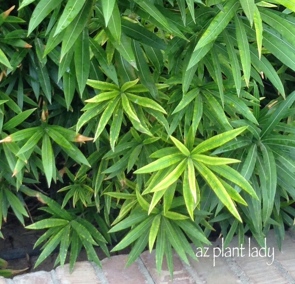Initial signs of oleander leaf scorch Plant Disease