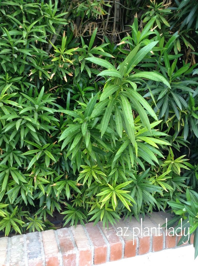 Lower leaves showing the beginning symptoms of oleander leaf scorch.