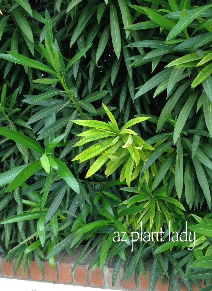 Initial signs of oleander leaf scorch.