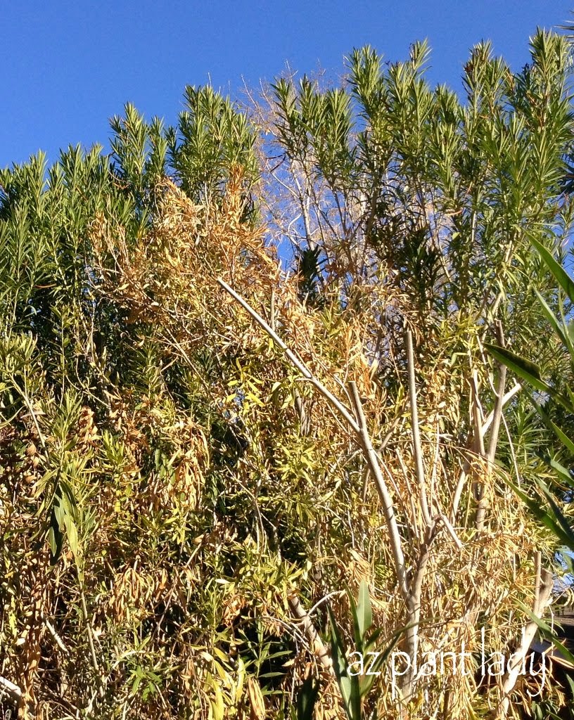 Advanced stages of oleander leaf scorch