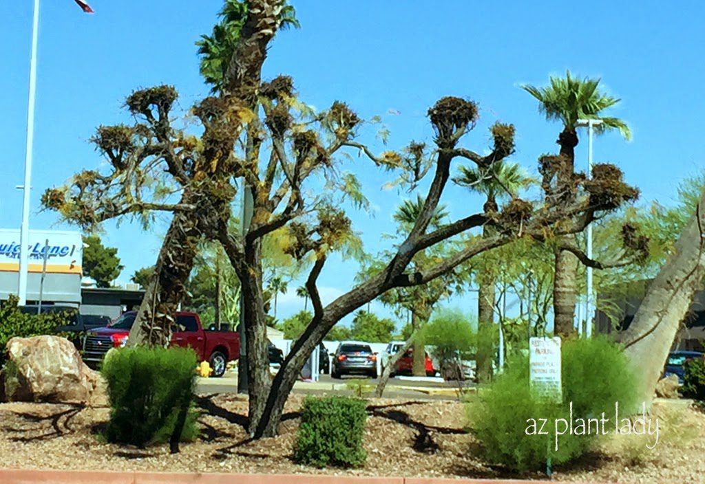 Badly Pruned Trees OR How Not to Prune Trees