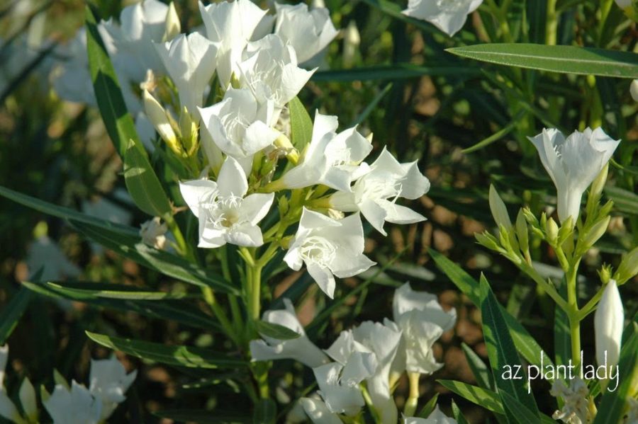 Oleanders