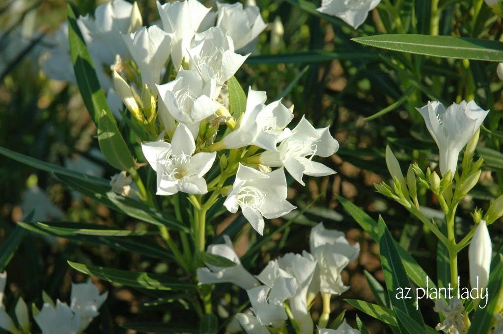 Plant Disease: Oleander Leaf Scorch