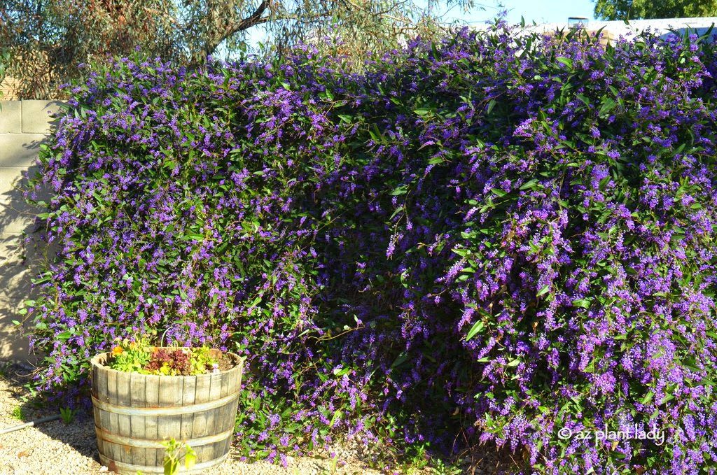 Purple Lilac Vine 