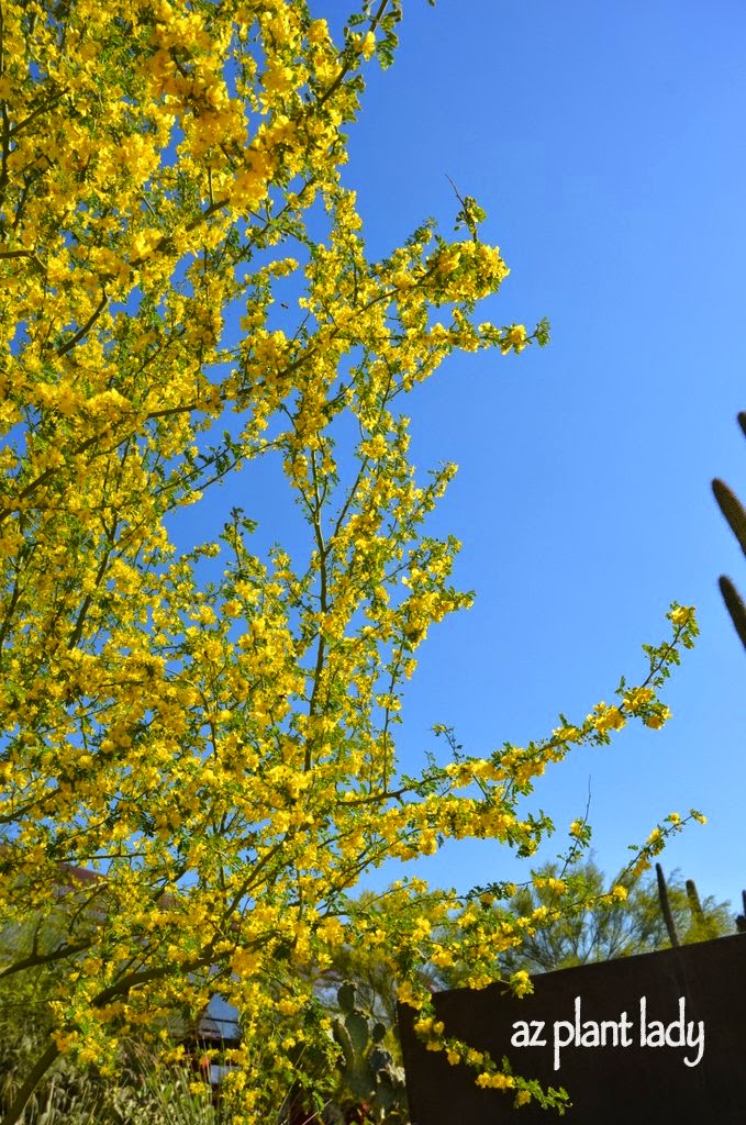 Palo Brea (Parkinsonia praecox)