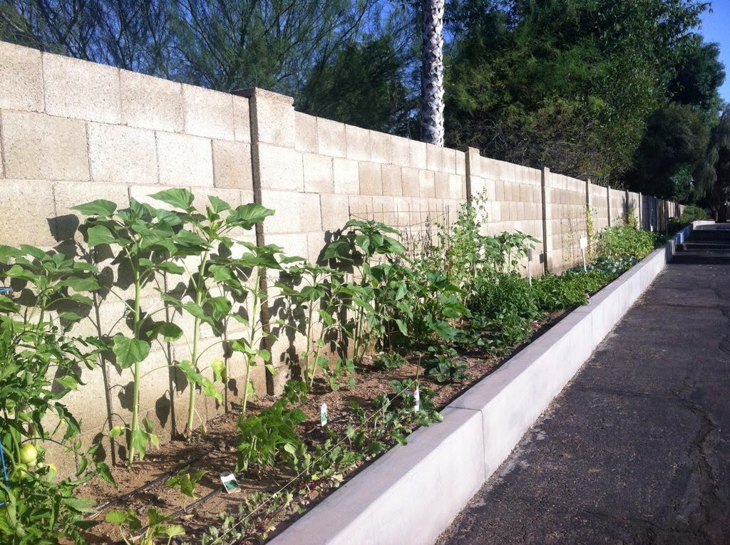 variety of vegetables 