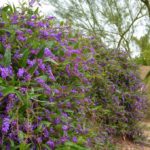 Purple Lilac Vine (Hardenbergia violaceae)