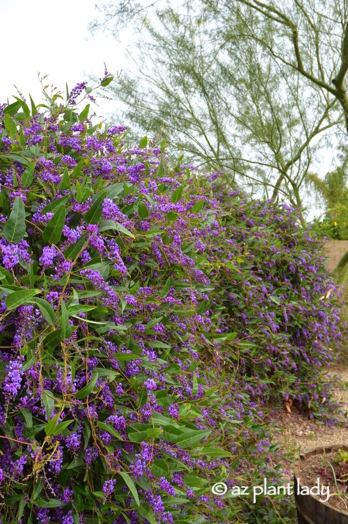 Purple Lilac Vine (Hardenbergia violaceae)