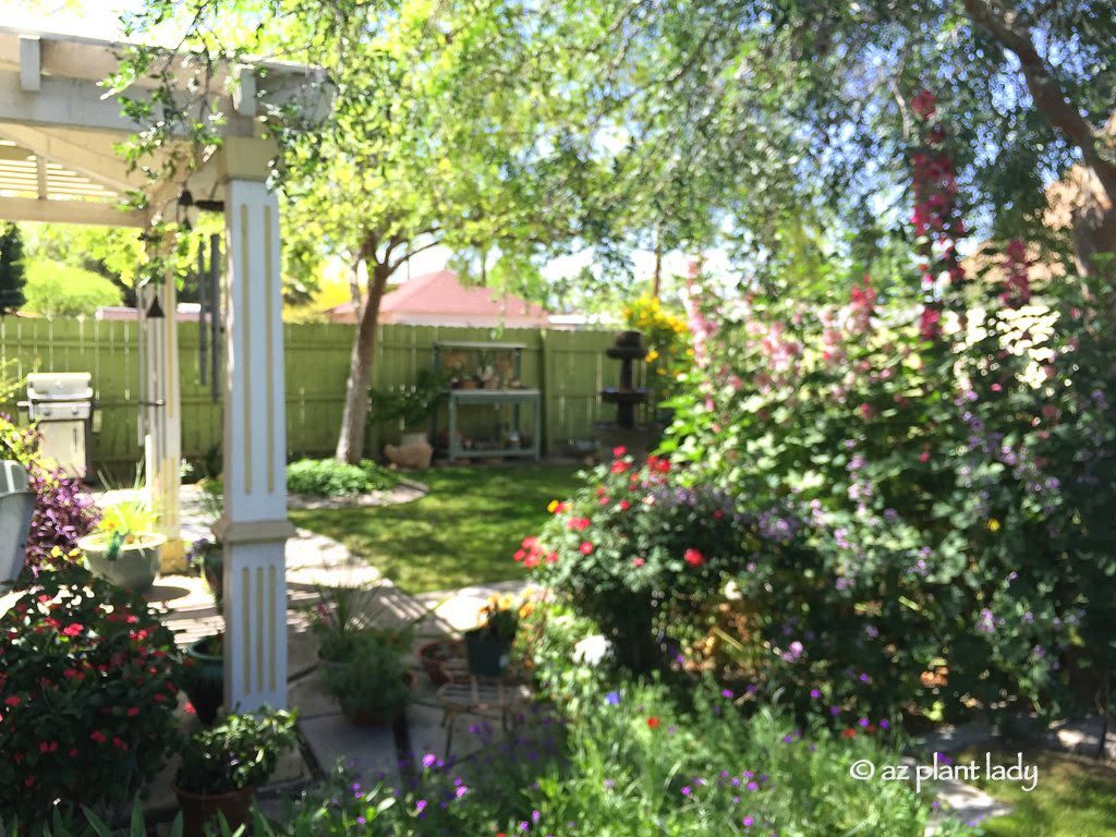 Back yard garden in the Middle of Phoenix