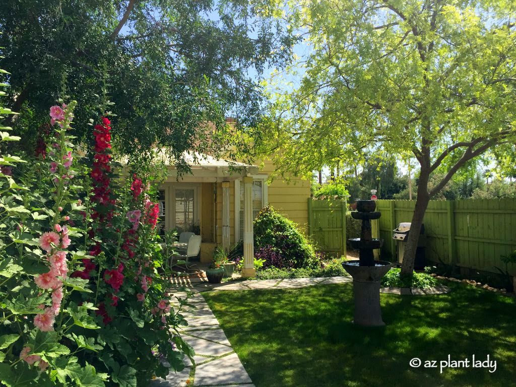 Two Chinese elm trees Hidden Garden 