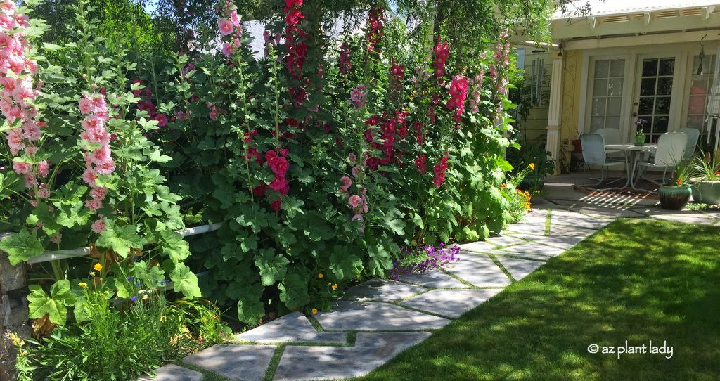 Hollyhocks in a southwest garden area