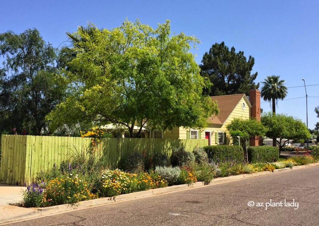 ¿De qué lado del patio plantar jardín en Phoenix?