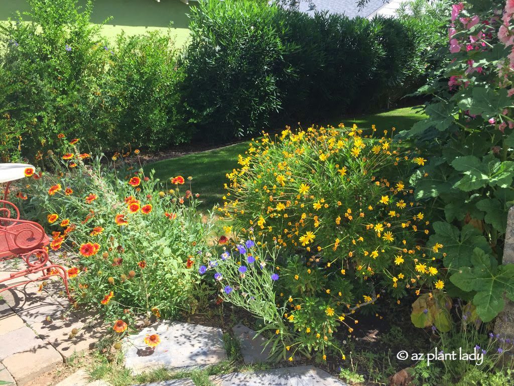 blanket flower, bachelor's button, and yellow daisy (Euryops pectinatus) from hidden garden
