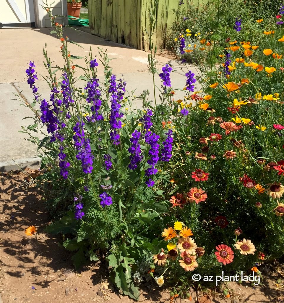 hell strip plantings in the Middle of Phoenix