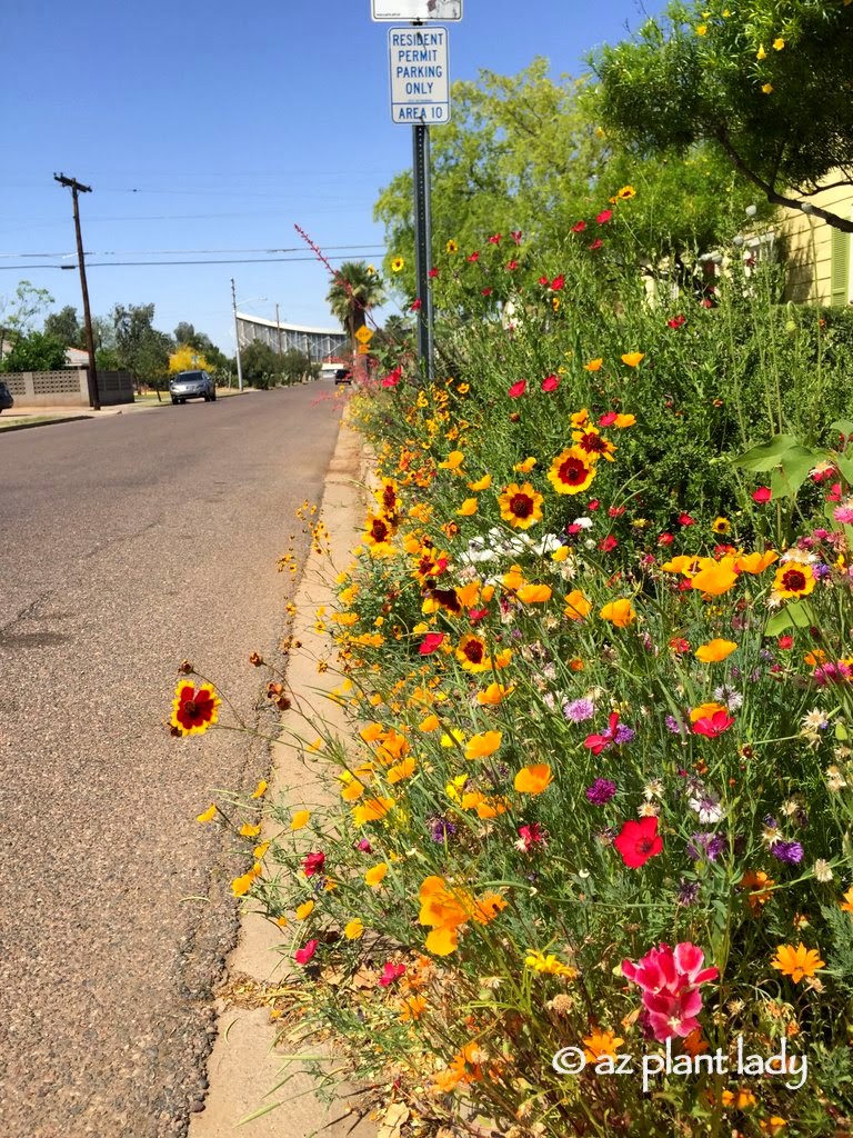 hell strip planting