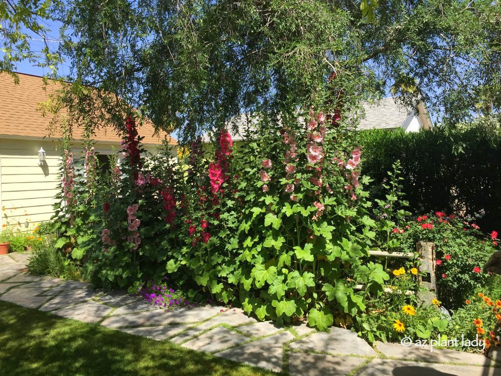 Hollyhocks in a southwest garden