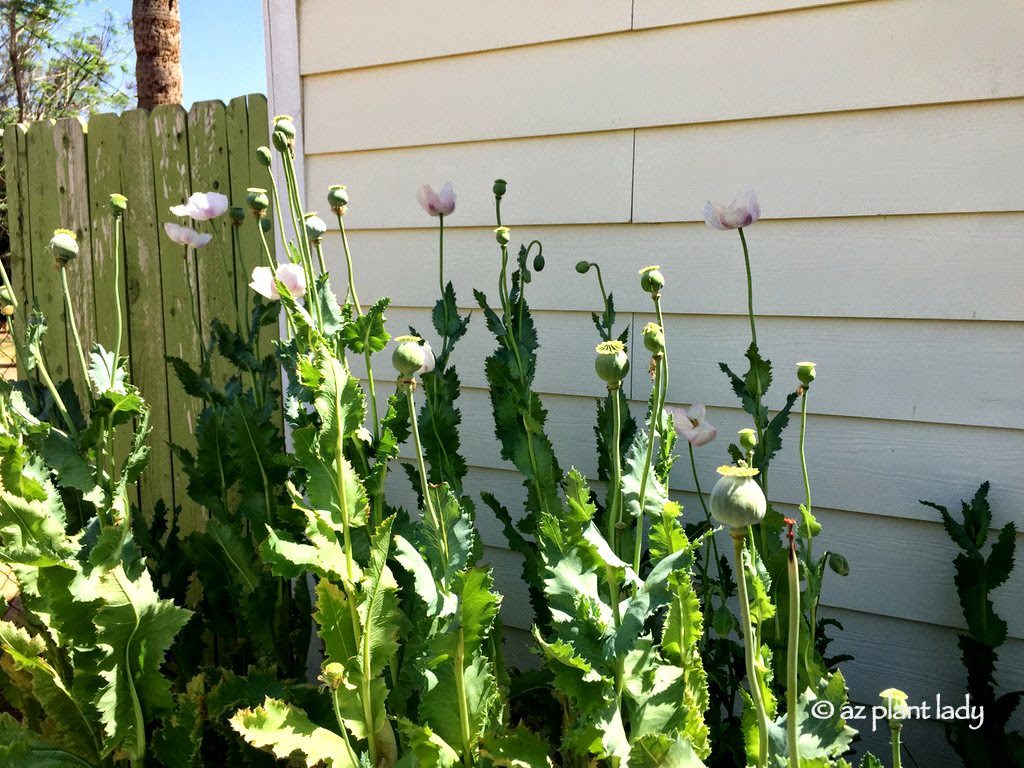 Tall poppies from hidden garden