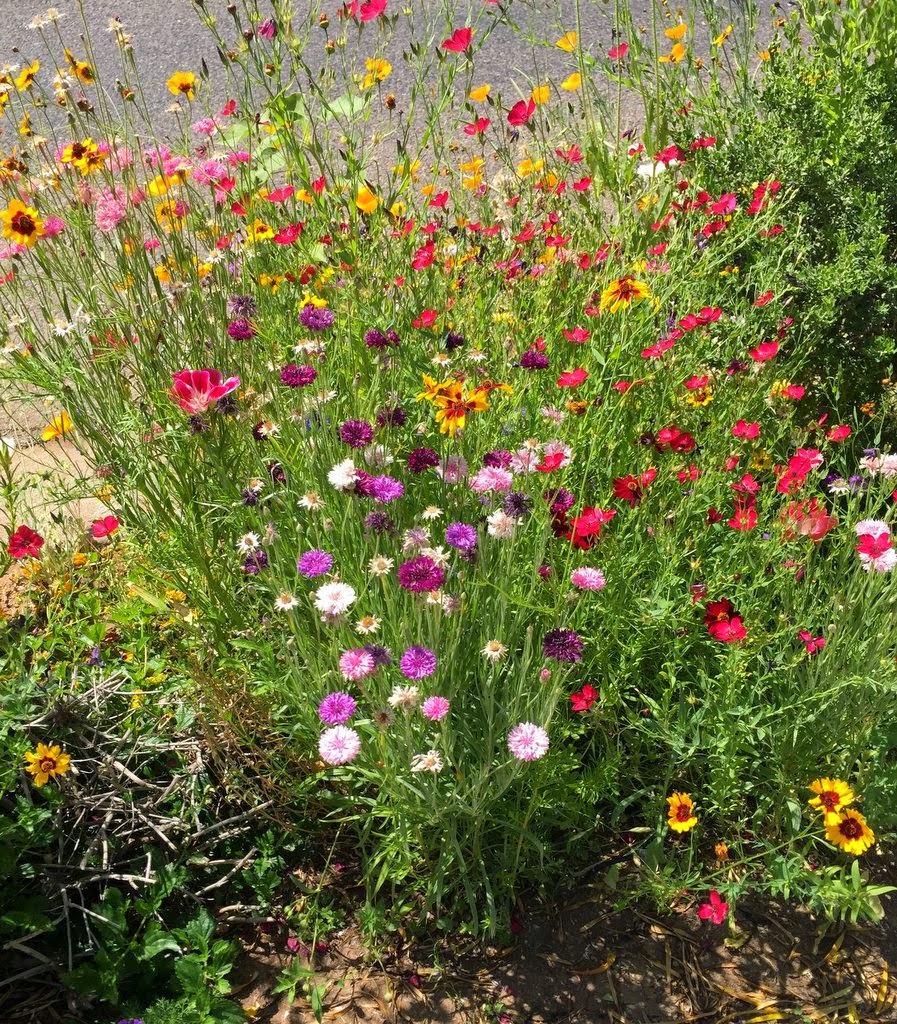 Hidden Garden in the Middle of Phoenix