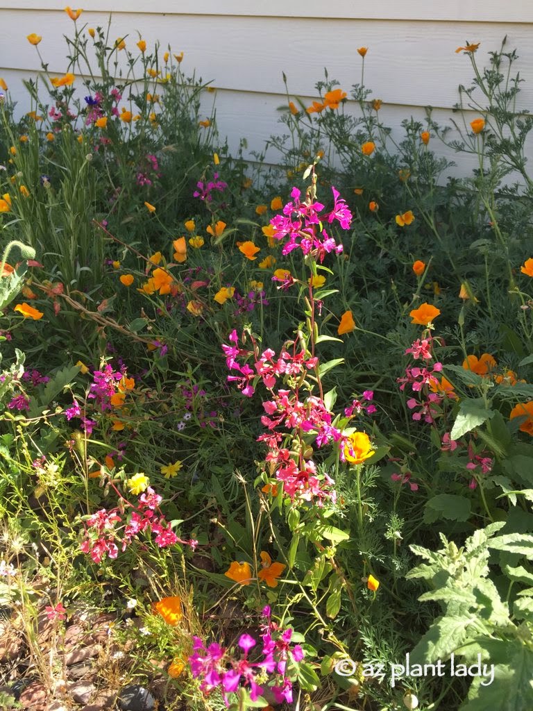 Bright pink and vibrant orange flowers from hidden garden