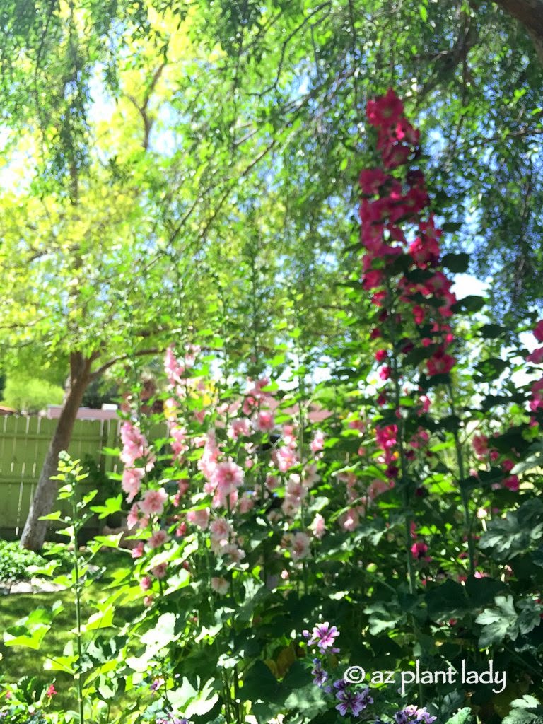 Hidden Garden in the Middle of Phoenix