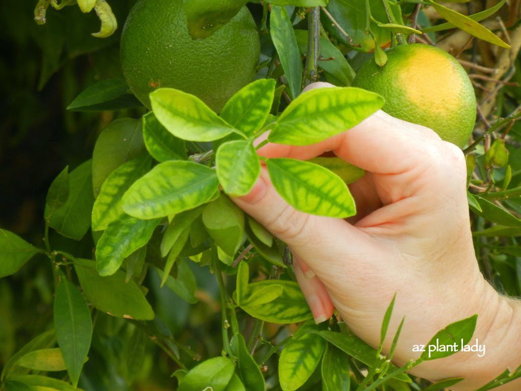 Diagnosing Common Plant Ailments