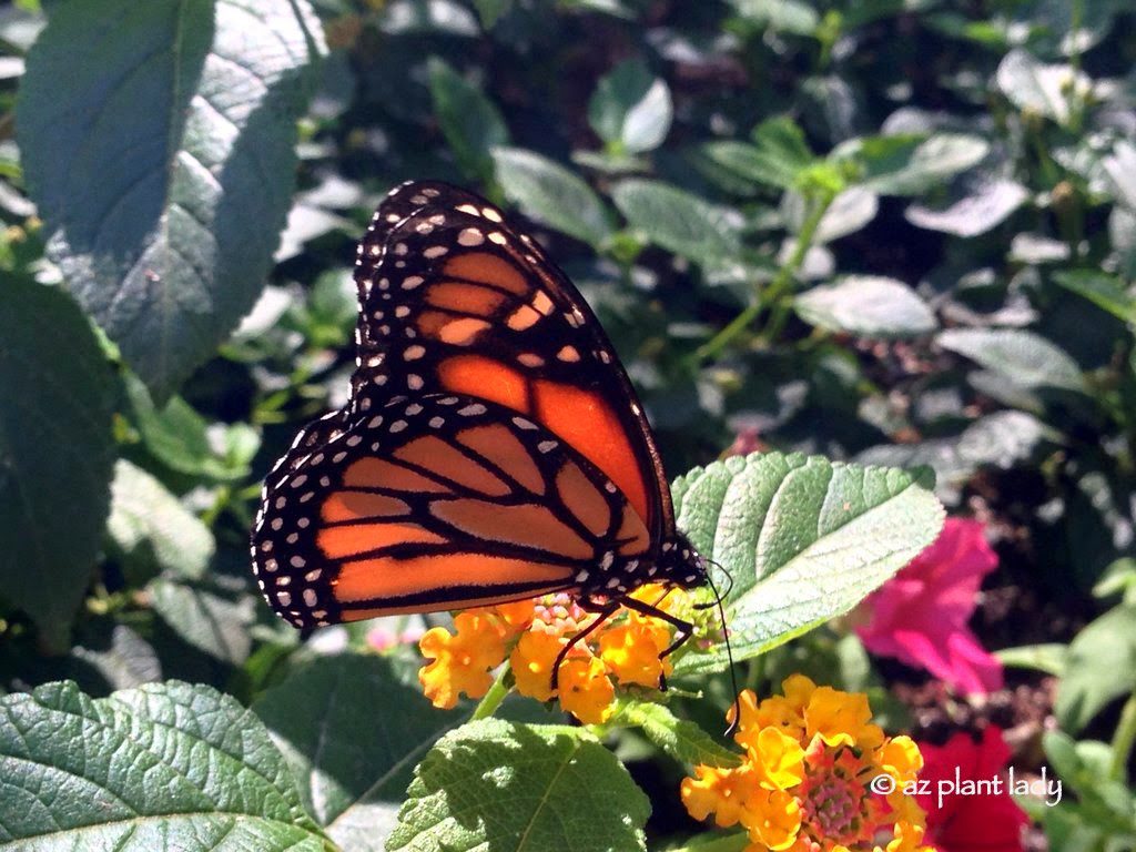 Butterfly Gardening