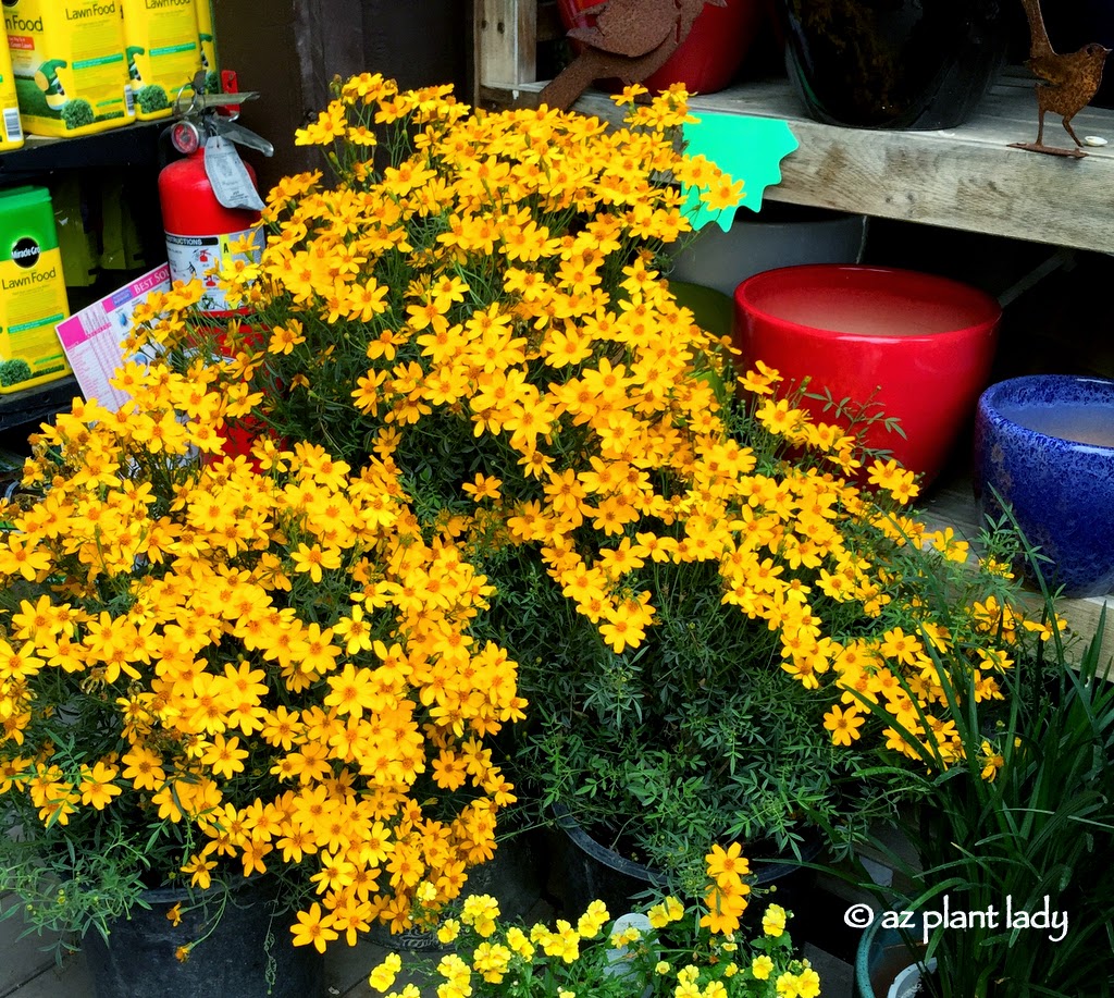 Mt._Lemmon_Marigold_Tagetes_lemonii - Desert Gardening 101