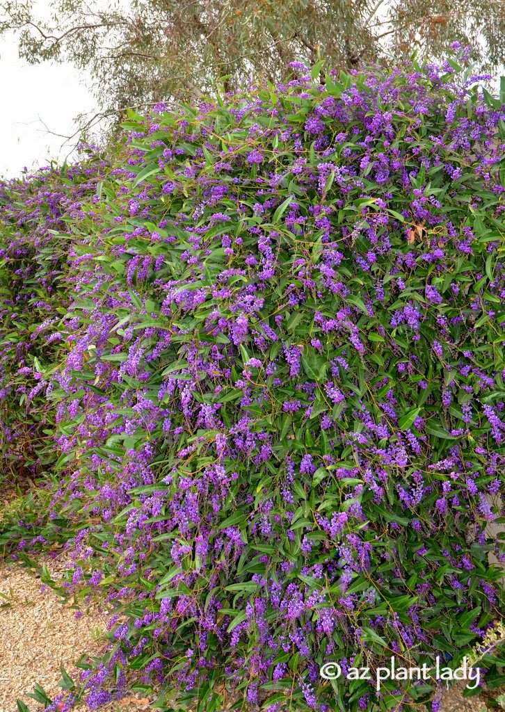 purple flowering shrubs bushes