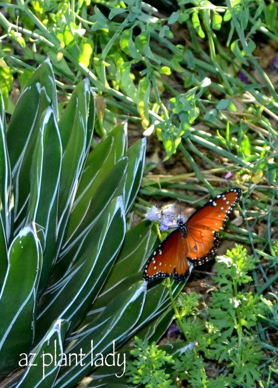 Butterfly Gardening for the Southwest Garden