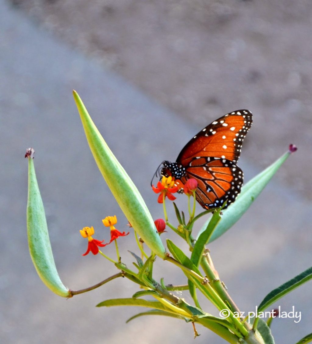 Butterfly Gardening for the Southwest Garden