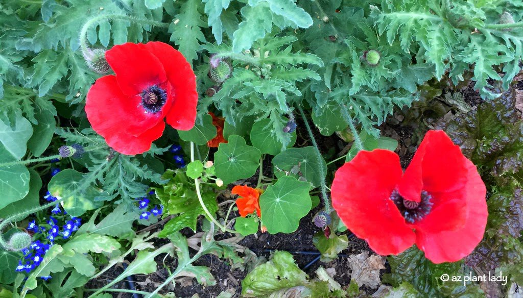 Red Poppies in the Vegetable Garden