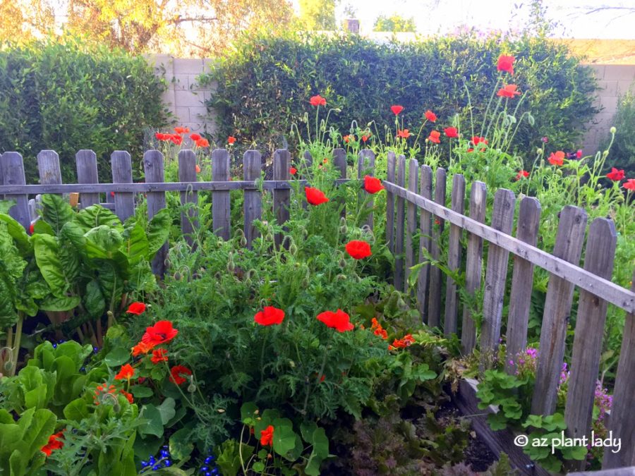 red poppies