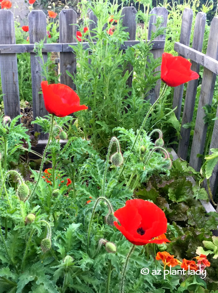 Red Poppies grow among the vegetables.  